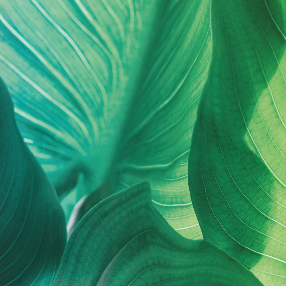 sustainability leaves